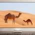 Экран XGIMI 100" UST ALR Screen,  224.5х127.6 см, 16:9,  настенный [p165s]